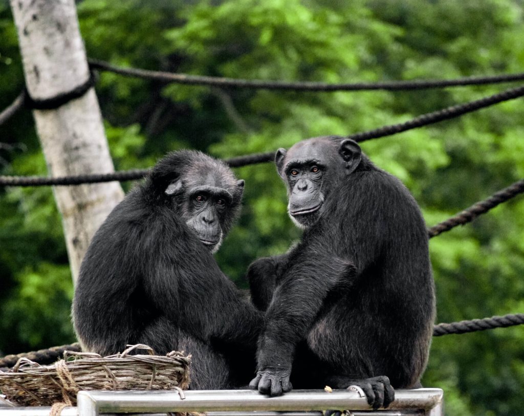Χιμπατζήδων