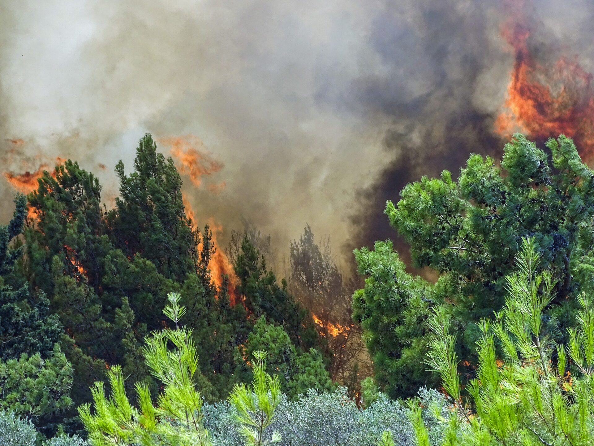 πυρκαγιάς, δασικές πυρκαγιές, WWF