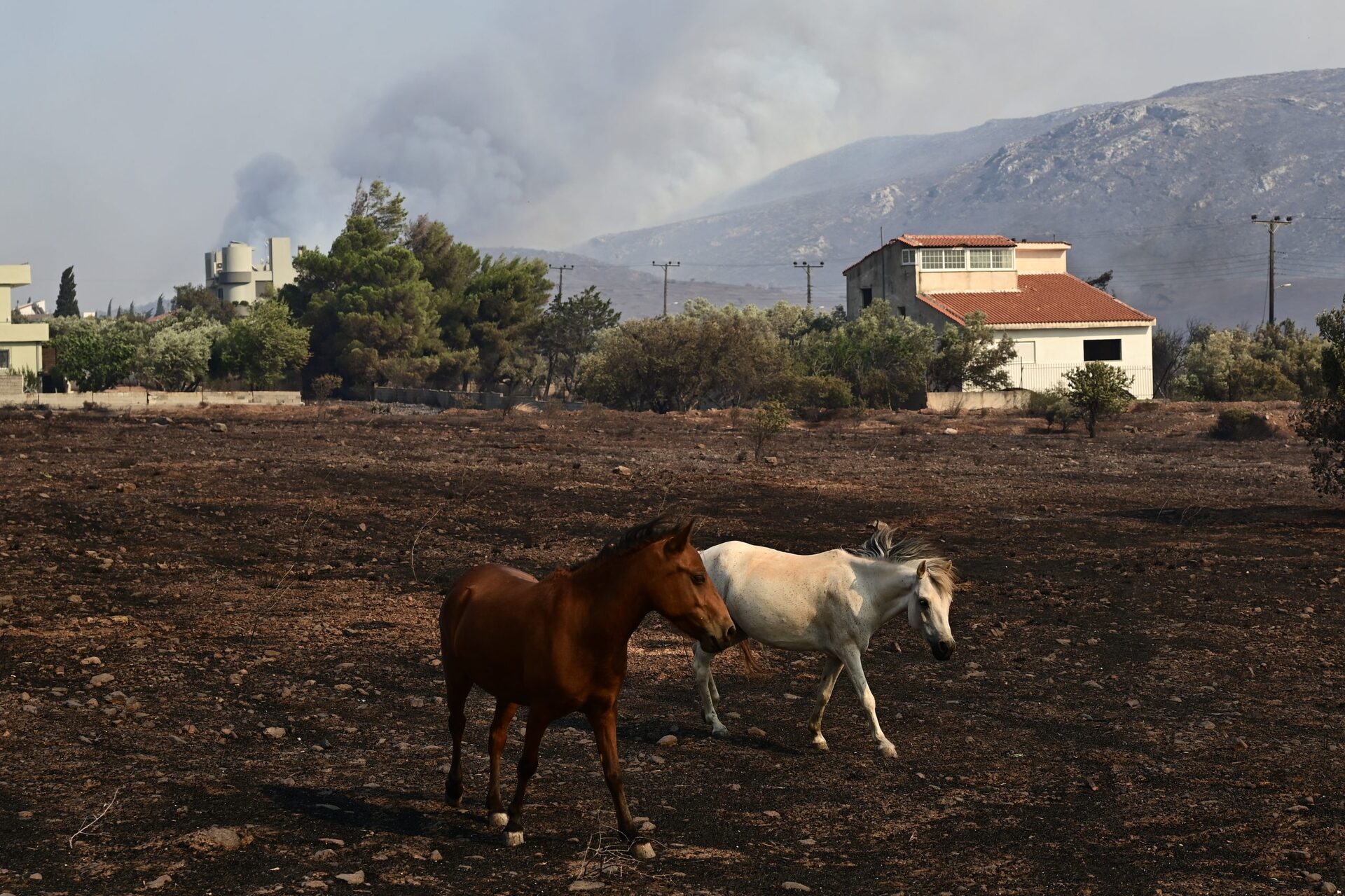 ιππικός