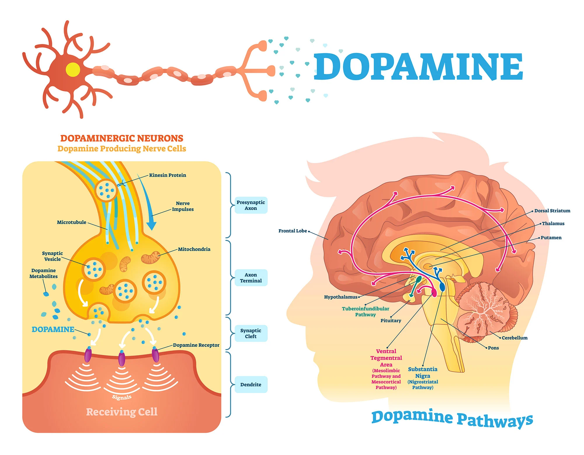 Σεροτονίνη Ντοπαμίνη διαφορές