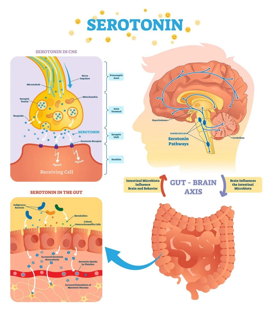 Σεροτονίνη Ντοπαμίνη διαφορά