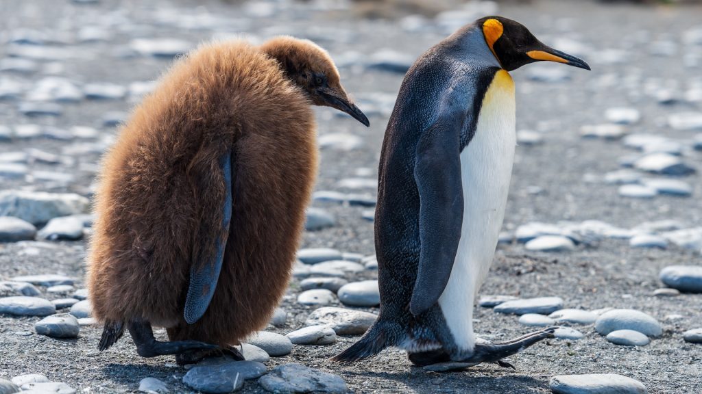 αυτοκρατορικοί πιγκουίνοι, πιγκουίνους