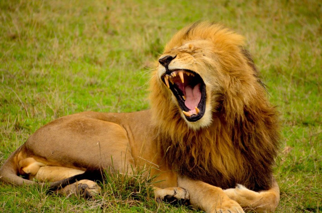 λιοντάρια, αφρικανικό λιοντάρι