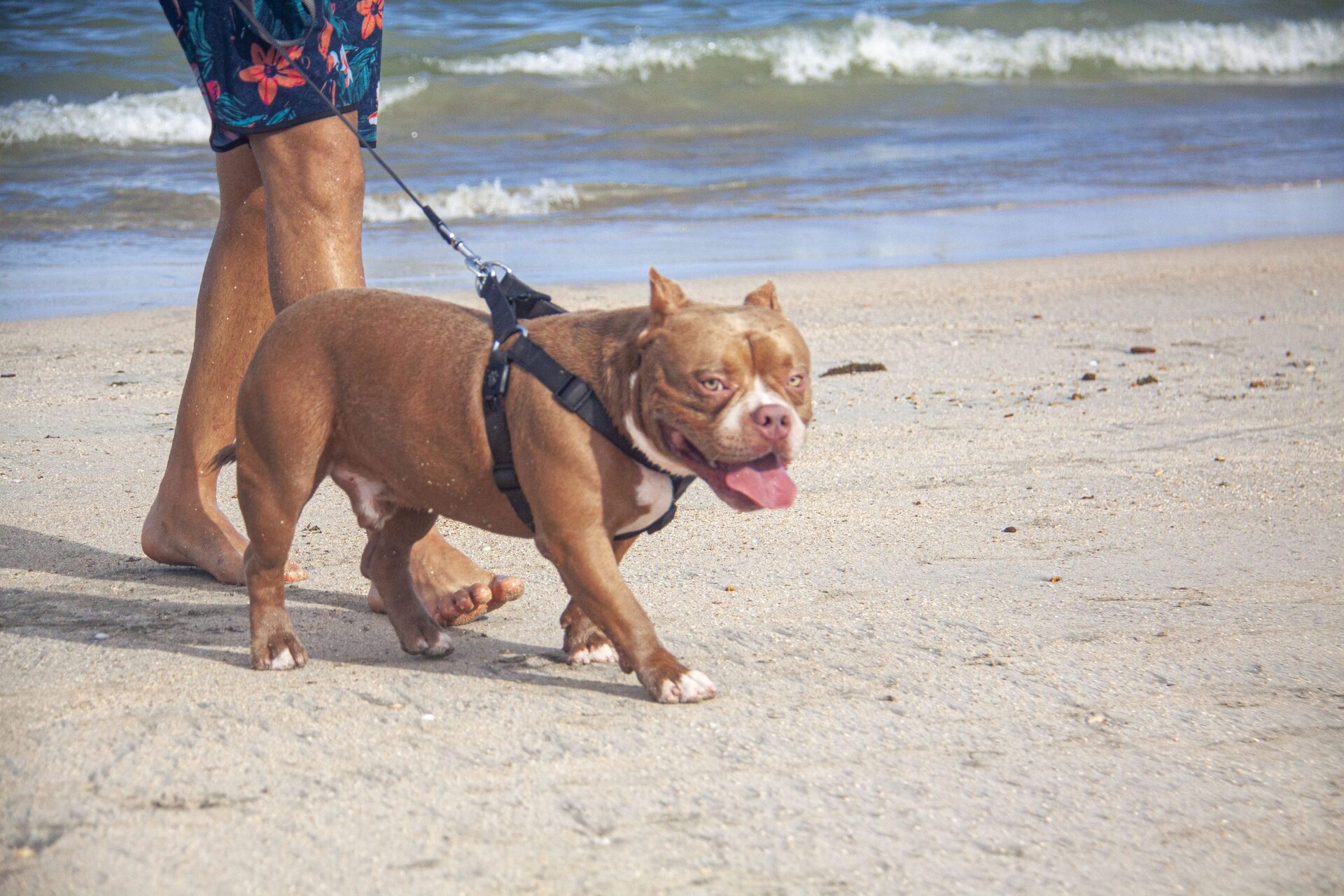 American XL bully