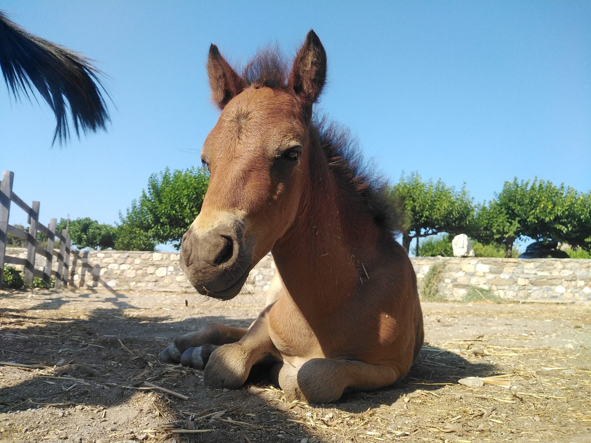 σκυριανό