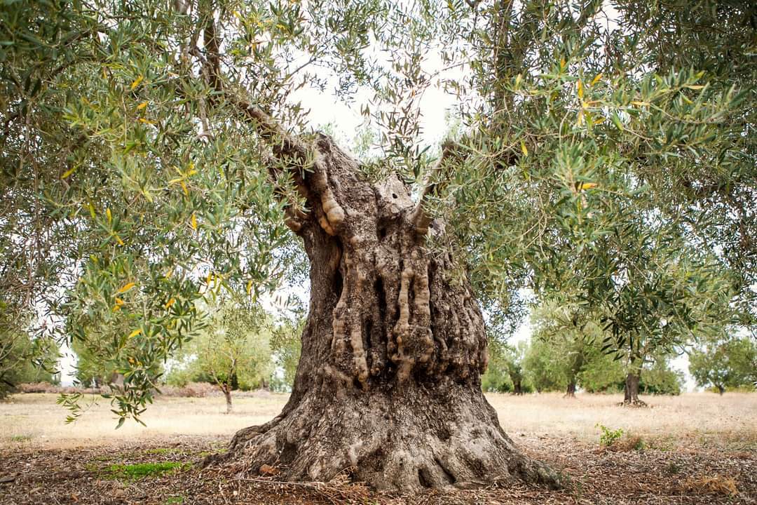 ελιά κλιματική αλλαγή