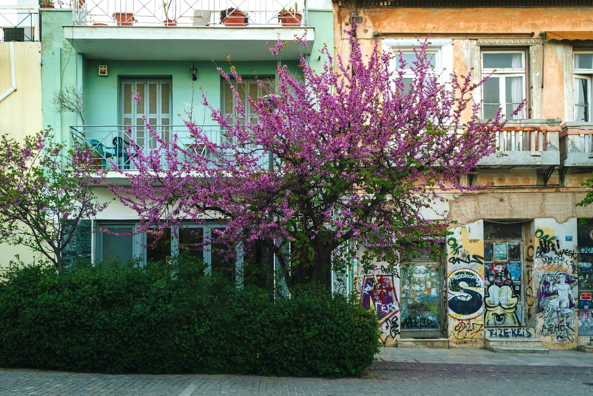 τζακαράντας