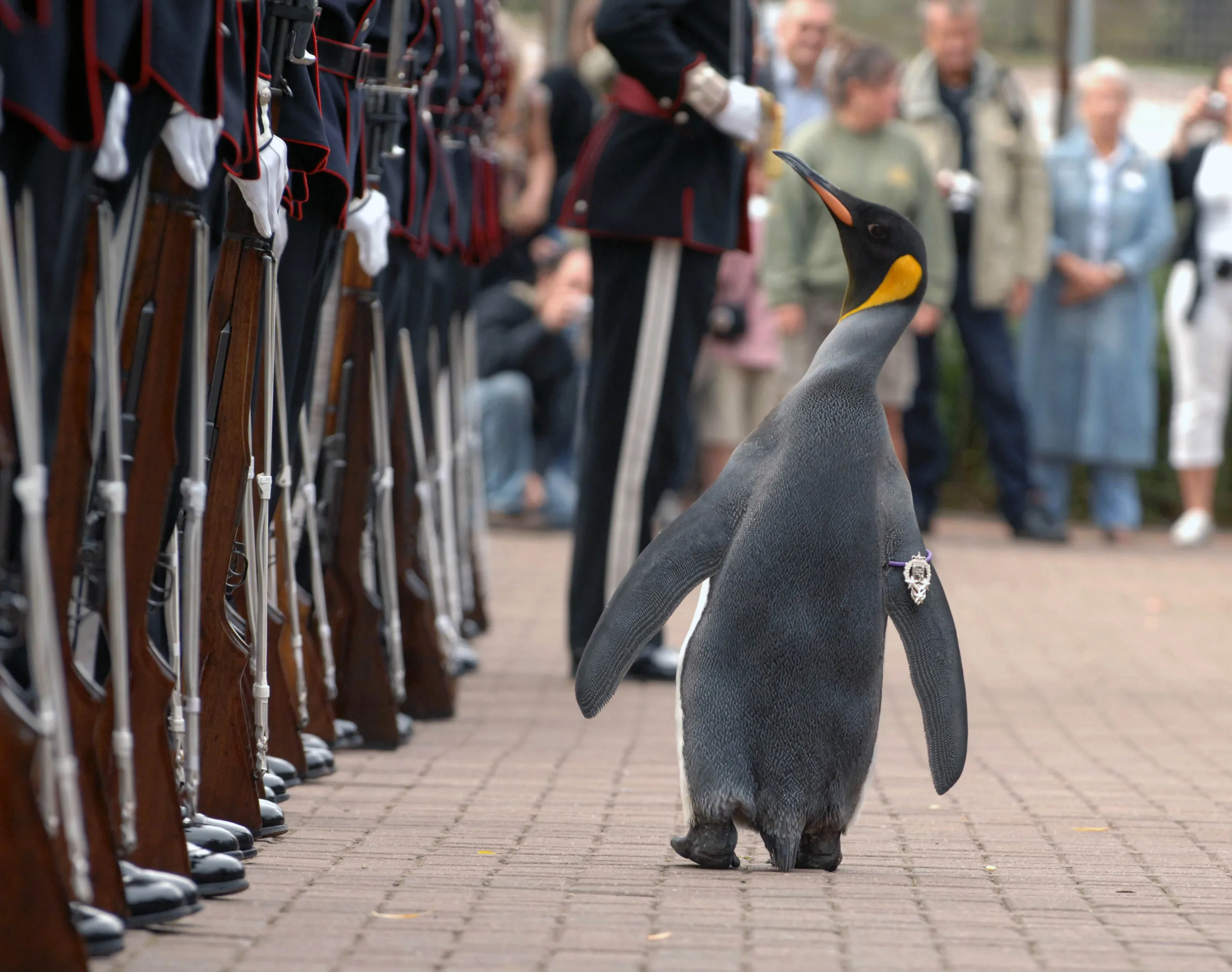 facts Nils Olav the Penguin