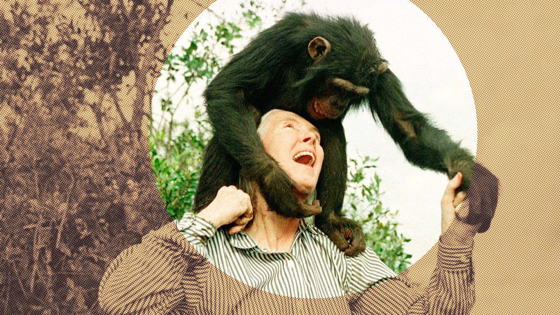 Jane Goodall