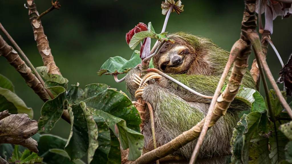 φιλόσοφος δάσους