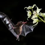 νυχτερίδες